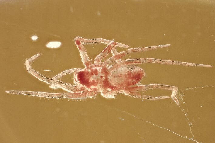Detailed Fossil Spider (Araneae) In Baltic Amber #372599
